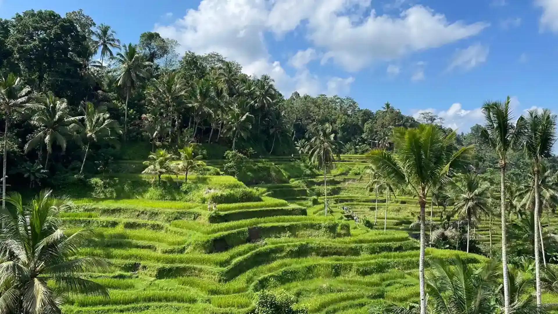 The rice terraces at Tegalalang, Ubud